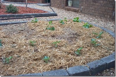 Garden Update 002