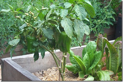 Garden Update 012