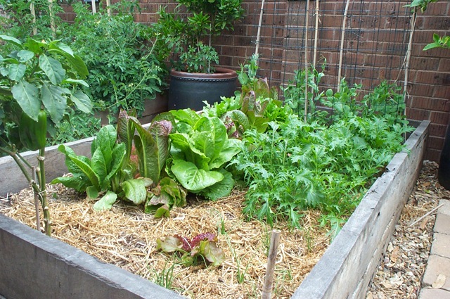 [Garden Update 013[3].jpg]