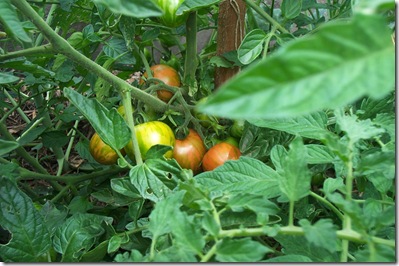 Garden Update 015