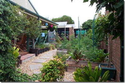 Garden Update 019