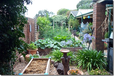 Garden Update 020