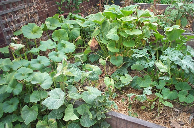 [Burnt Garden 001[6].jpg]