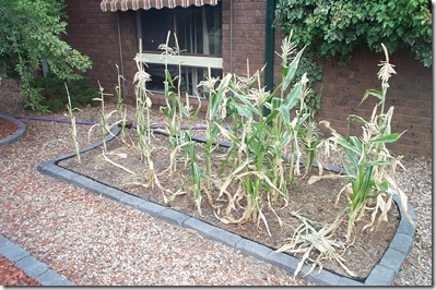 Burnt Garden 008