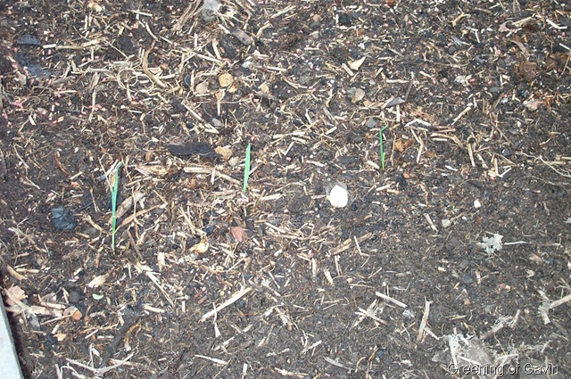 [Autumn Garden 008[4].jpg]