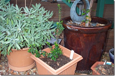 Autumn Garden 005