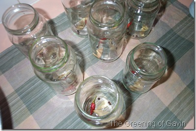 Pickled Onions 007