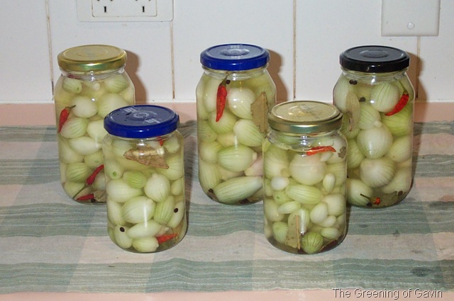 [PickledOnions0094.jpg]