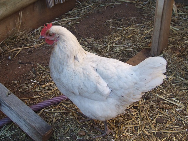 [New flock 008[3].jpg]