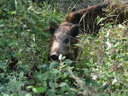Urban wild boar on this Barcelona city walk