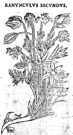 Drawing by <a href='http://en.wikipedia.org/wiki/Andr%C3%A9s_Laguna'>Andrés (de) Laguna de Segovia</a> of a candidate for the Sardinian laughing plant in <a href='http://books.google.com/books?pg=PA250&id=l8I9qBq-PNYC'>a 1651 Valencian edition of Dioscorides</a>.