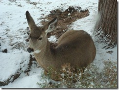Deer in Back Yard 2010-12-04 002