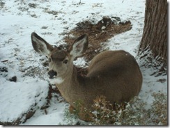 Deer in Back Yard 2010-12-04 001