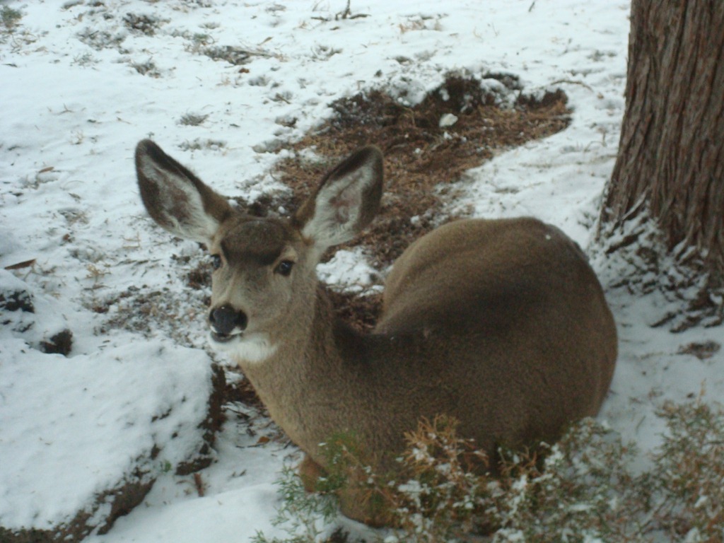 [Deer in Back Yard 2010-12-04 001[3].jpg]
