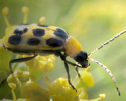 spottedcucumberbeetle