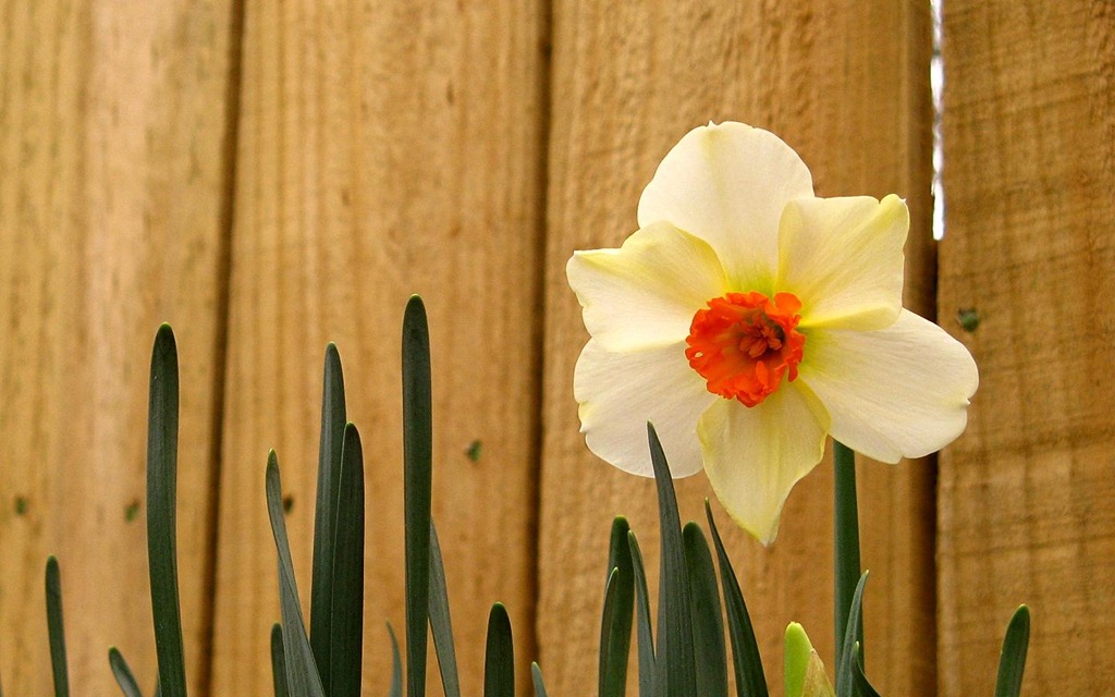 [easter-daffodil-wallpapers_8522_1440x900[4].jpg]