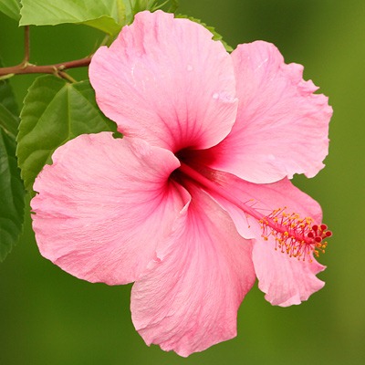 [hibiscus[3].jpg]