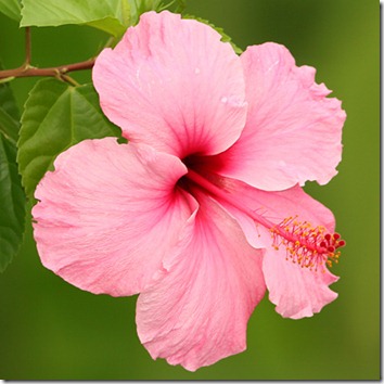 hibiscus