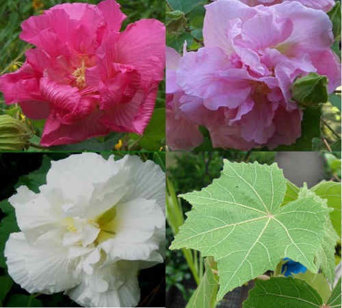 [Hibiscus-Confederate-Rose[2].jpg]