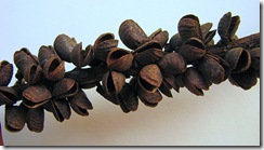 Jaborandi