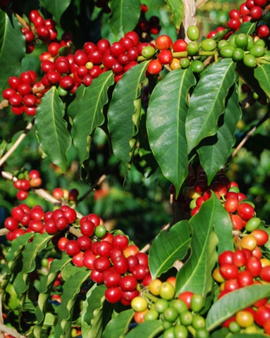 [Kona coffee[2].jpg]
