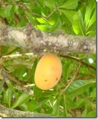 Pradoscia_latescens