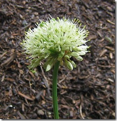 Alliumvictorialis