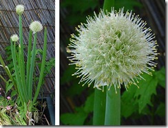 aaa Allium_cepa