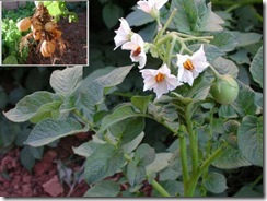 Solanum_andigena