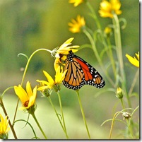 Helianthusalicifolius1