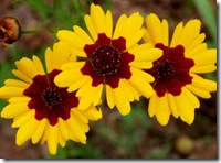 COREOPSIS TINCTORIA