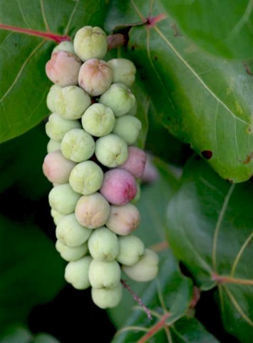 [coccoloba_uvifera2[2].jpg]