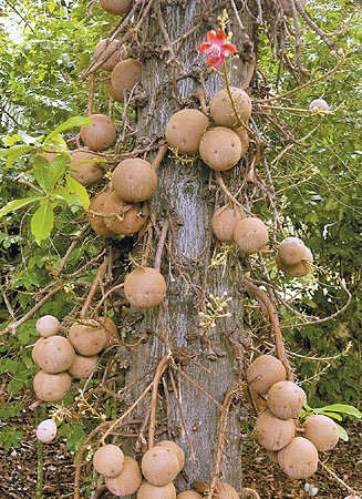 [cannonball tree[2].jpg]