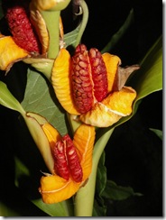 Brachychillum horsfieldii