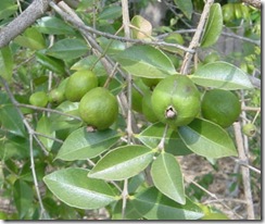SartreGuava