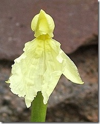 roscoeacautleyoides