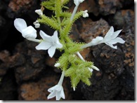 Plumbagozeylanica1
