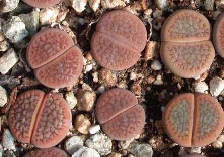[Lithops H v S 1[3].jpg]