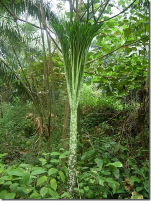 Amorphophallusp2 Amorphophallusp2