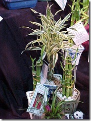 luckybamboo