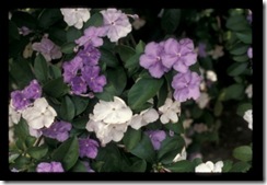 Brungfelsia Brungfelsia