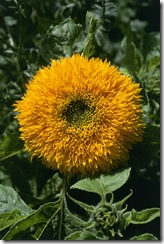 Girasol Urso de Pelucia