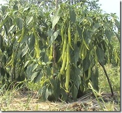 Thai Green Peppers1
