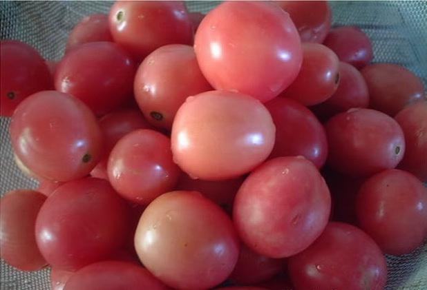 [Seeda Tomato[2].jpg]