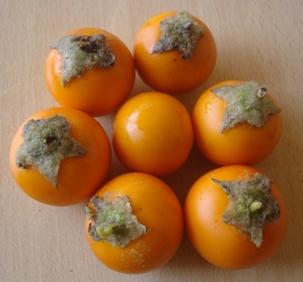 [Solanum quitoense (3)[2].jpg]
