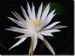 Epiphyllum phyllanthus