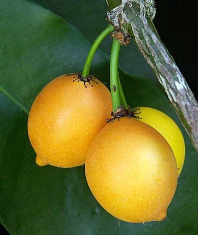 [Garcinia intermedia[2].jpg]