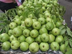 [Vietnamese Guava[2].jpg]