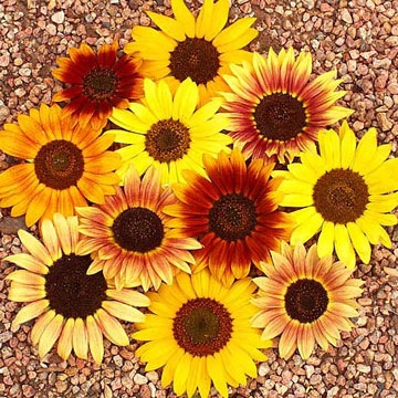 [S Autumn Beauty[4].jpg]