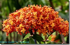 Saraca